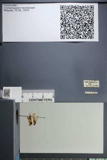 Media type: image;   Entomology 532176